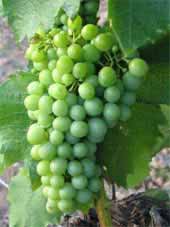 Weinanbau Ungarn - Weintrauben